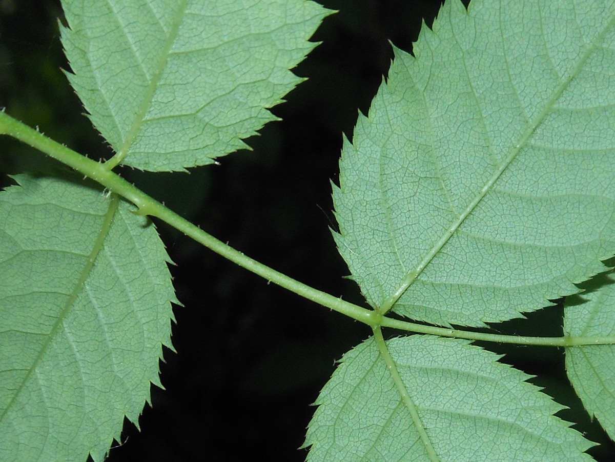 Rosa nitidula Besser